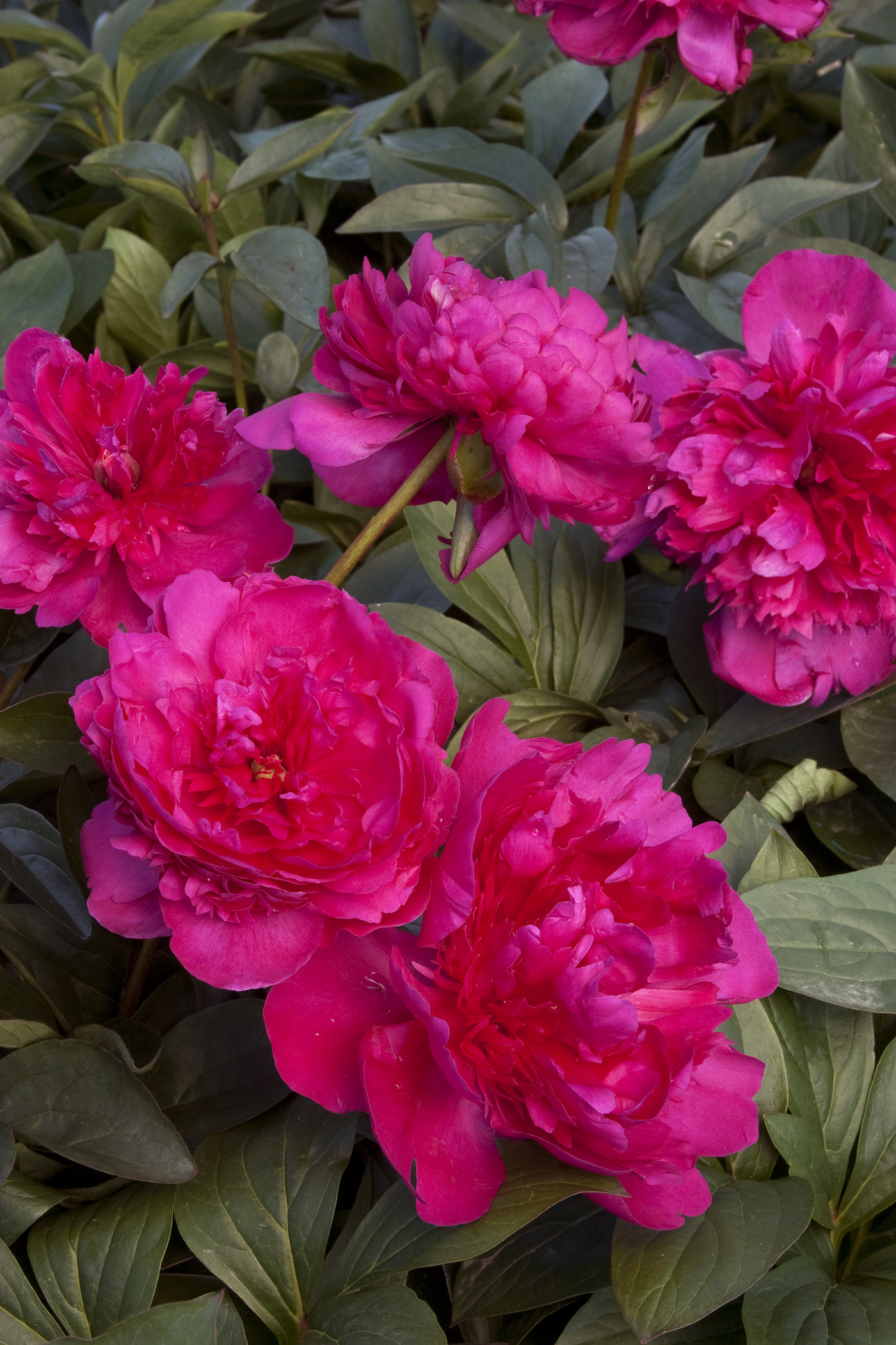 Paeonia lactiflora 'Renato'